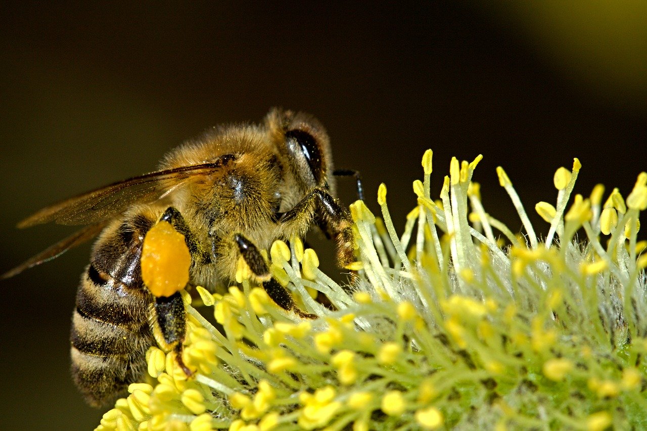 L'abeille dans les rêves