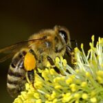 le symbole de l'abeille