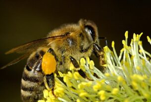 le symbole de l'abeille