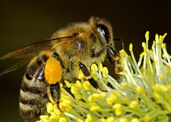 Le symbole de l&rsquo;abeille