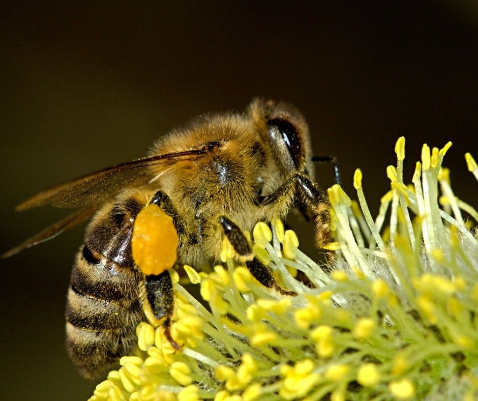 le symbole de l'abeille