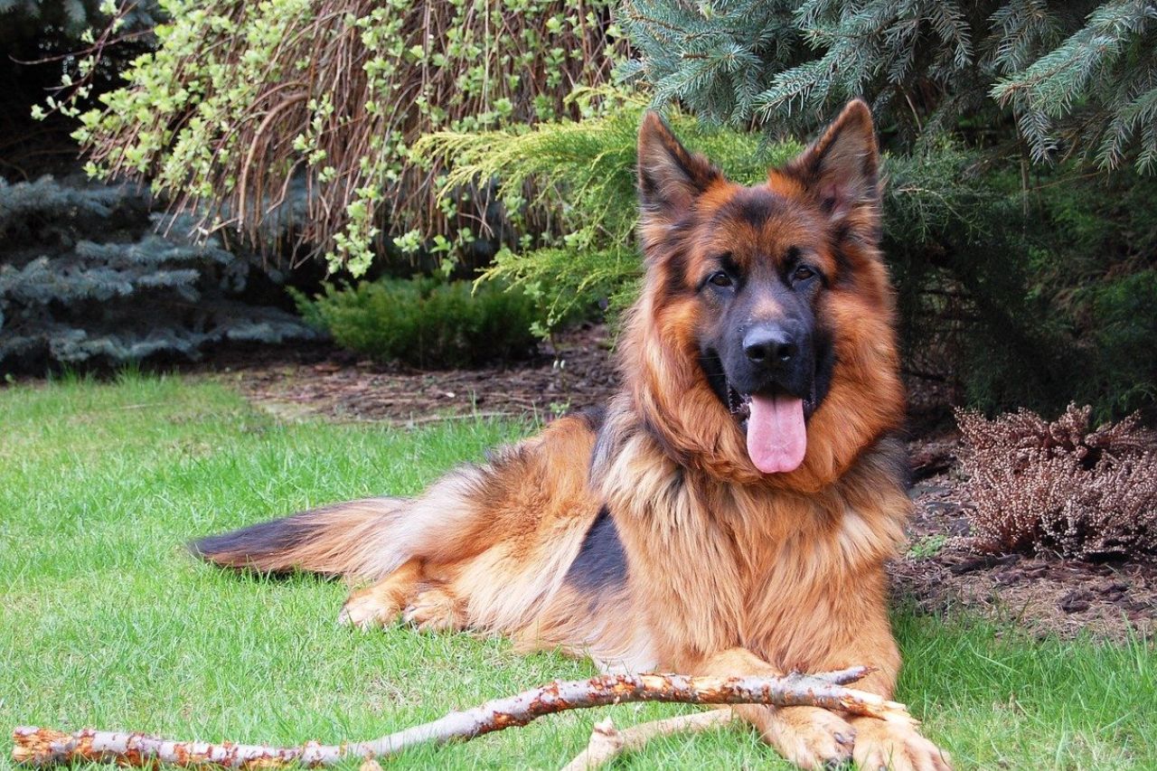 Le symbole du chien