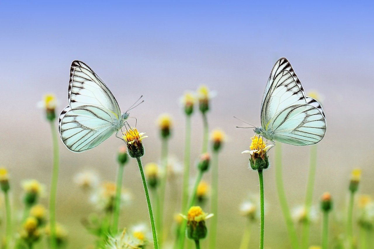 Le papillon dans les rêves