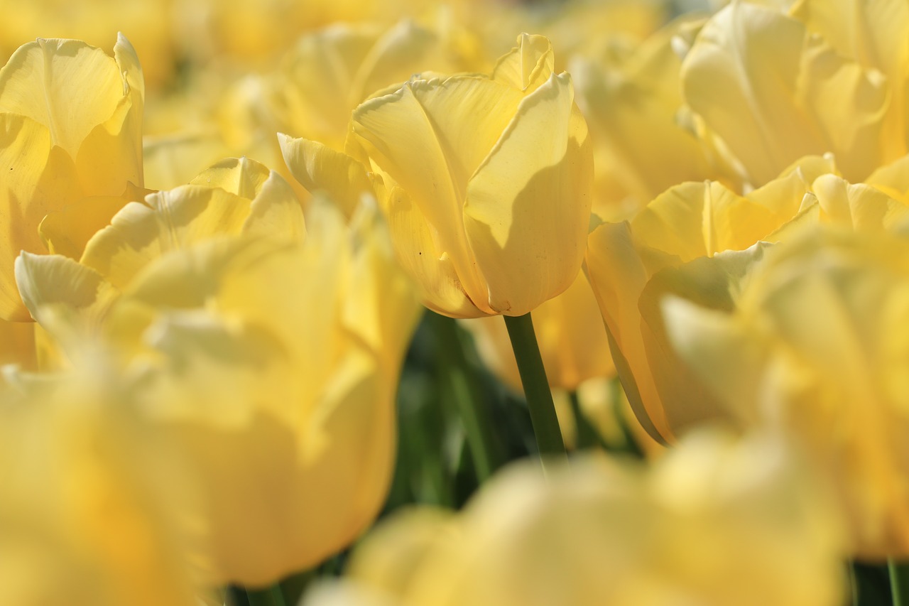 La couleur jaune