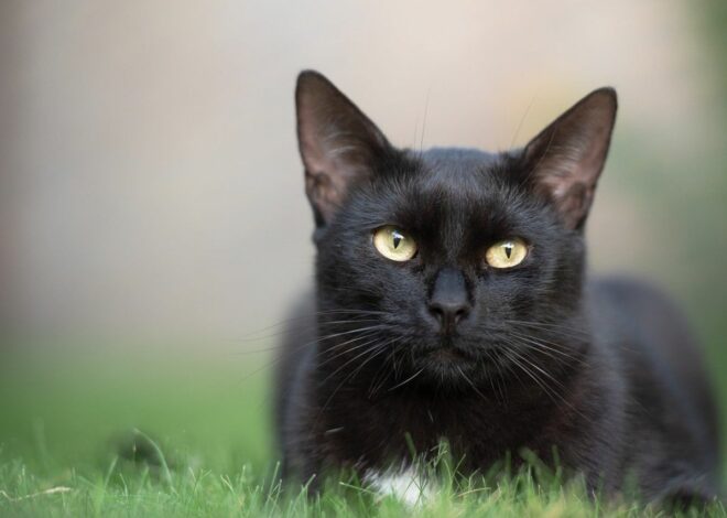 Le symbole du chat