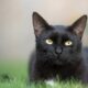 Le symbole du chat