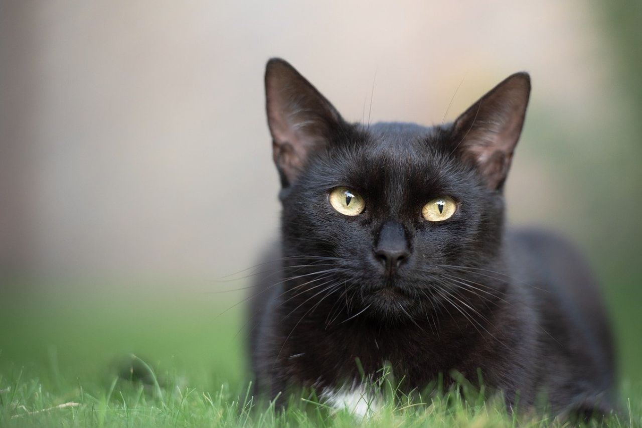 Le symbole du chat