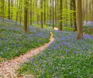 Relaxation du printemps