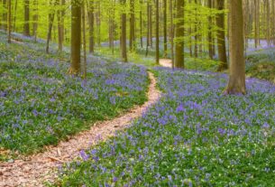 Relaxation du printemps