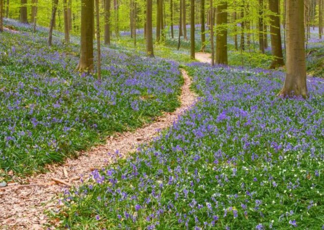 Relaxation du printemps