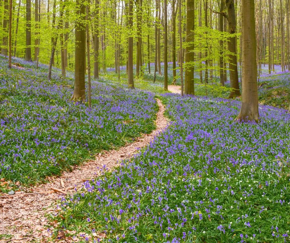 Relaxation du printemps