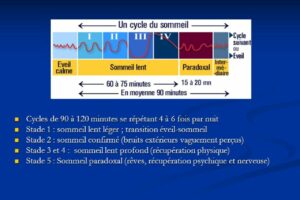 Un cycle de sommeil
