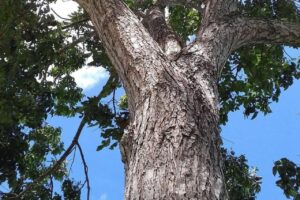 Le symbole de l'arbre