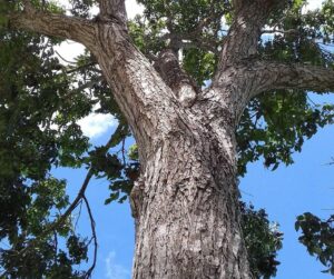 le symbole de l'arbre