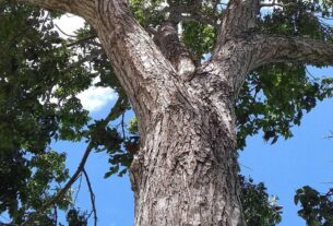 le symbole de l'arbre
