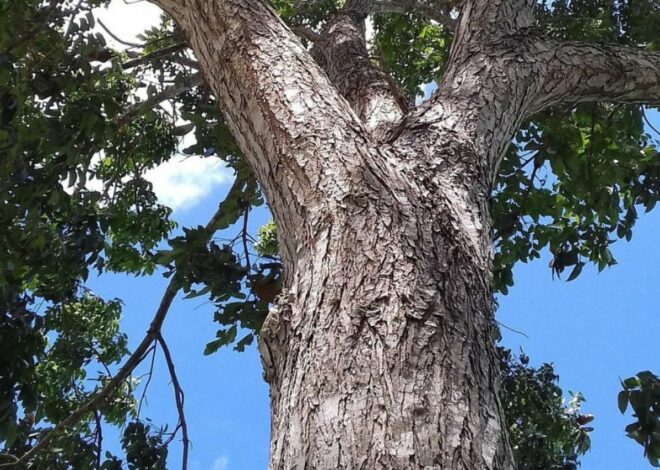Le symbole de l&rsquo;arbre