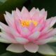 Le lotus mythique