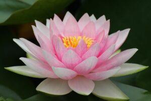 Le mythe du Lotus