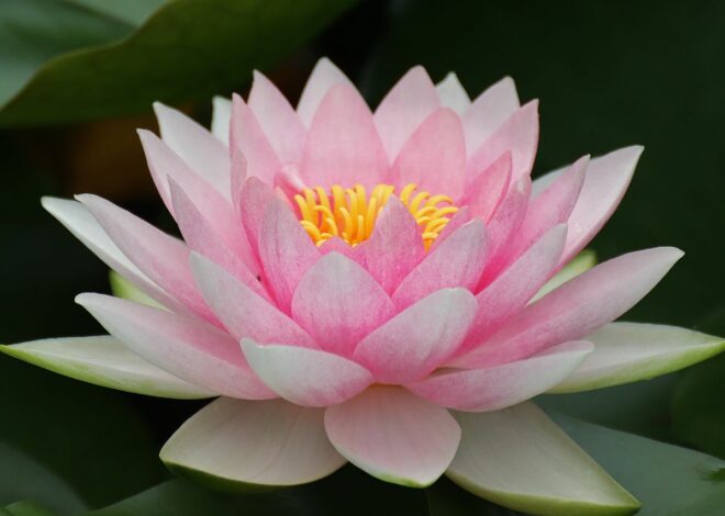 Le mythe du lotus