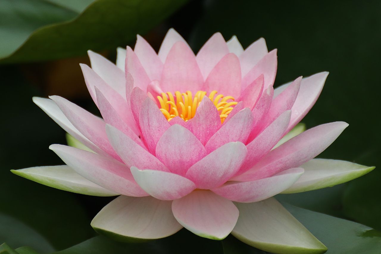 Le mythe du lotus